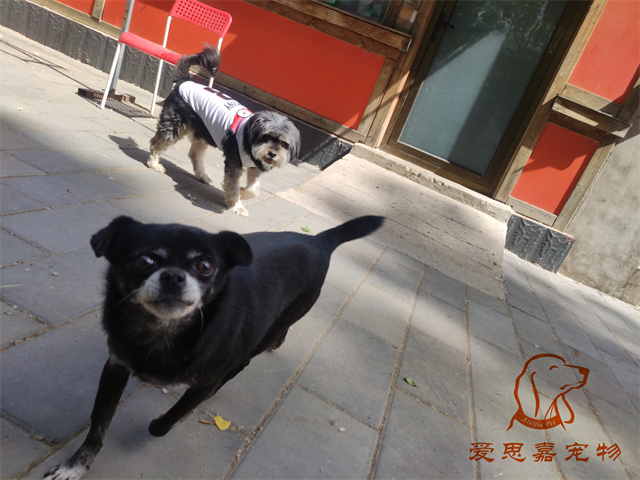 小白小黑 (3).jpg