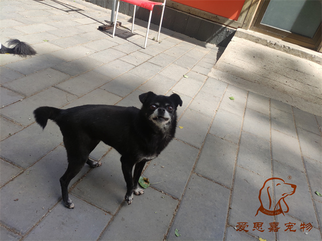 小白小黑 (4).jpg