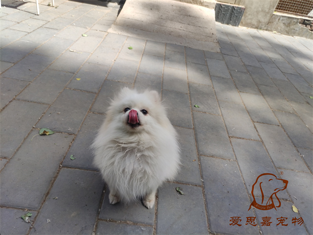 小白小黑 (6).jpg