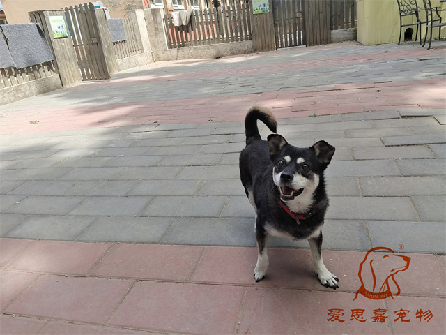 小黑 (1).jpg