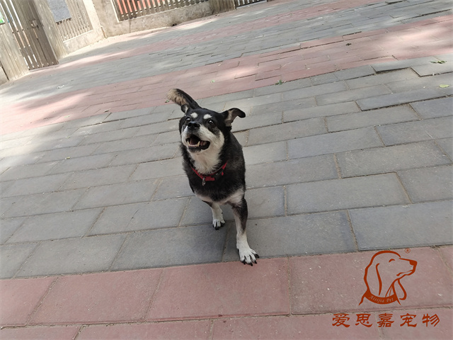 小黑 (2).jpg